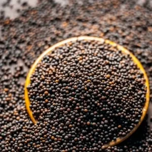 COORG PREMIUM QUALITY SMALL MUSTARD